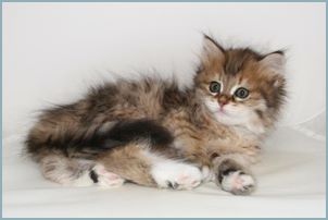 Female Siberian Kitten from Deedlebug Siberians